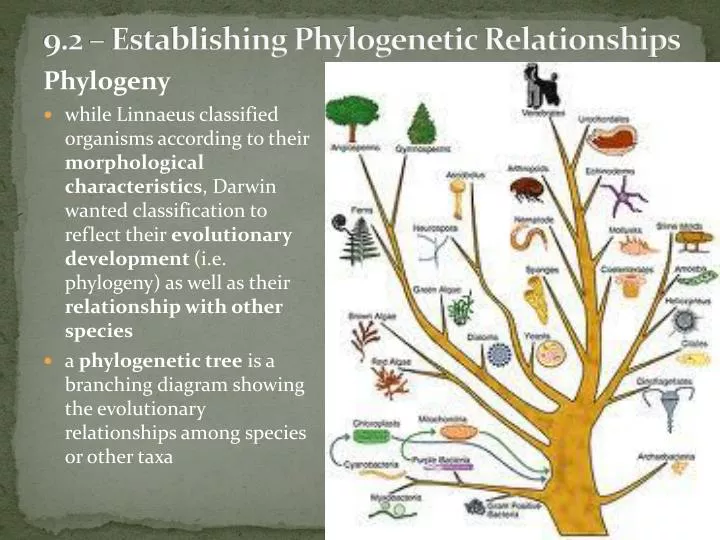 9 2 establishing phylogenetic relationships