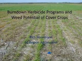 Burndown Herbicide Programs and Weed Potential of Cover Crops