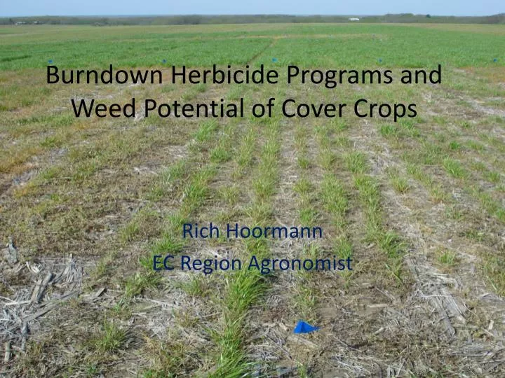 burndown herbicide programs and weed potential of cover crops