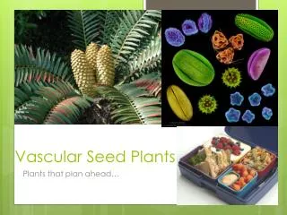 Vascular Seed Plants