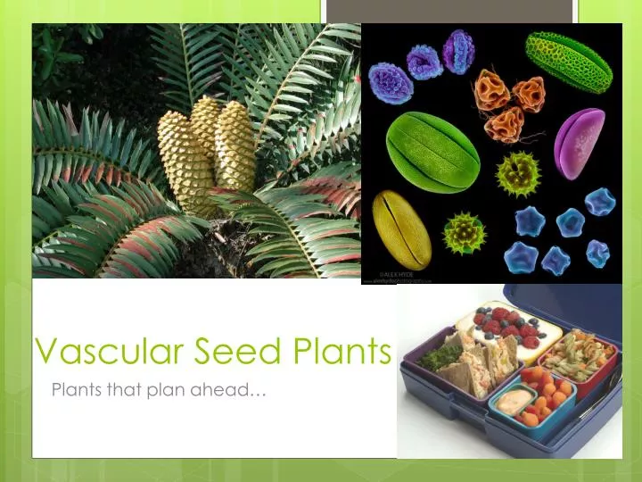 vascular seed plants