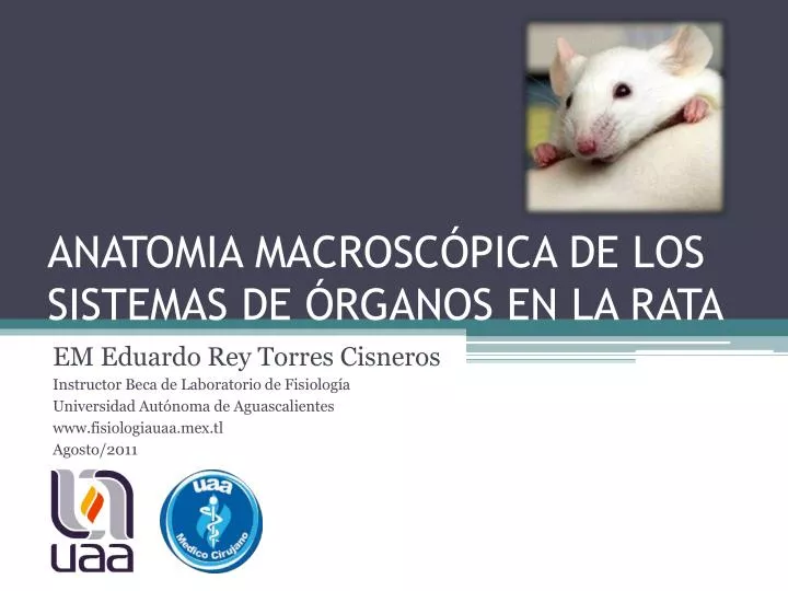 anatomia macrosc pica de los sistemas de rganos en la rata