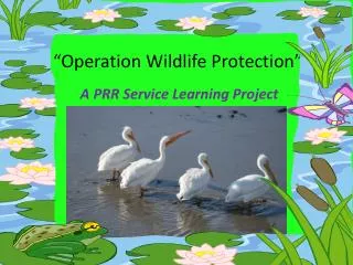 “Operation Wildlife Protection”