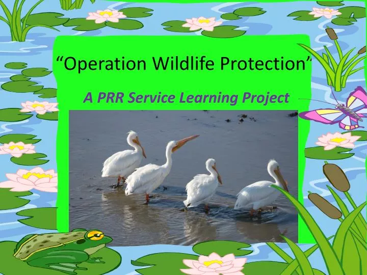 operation wildlife protection