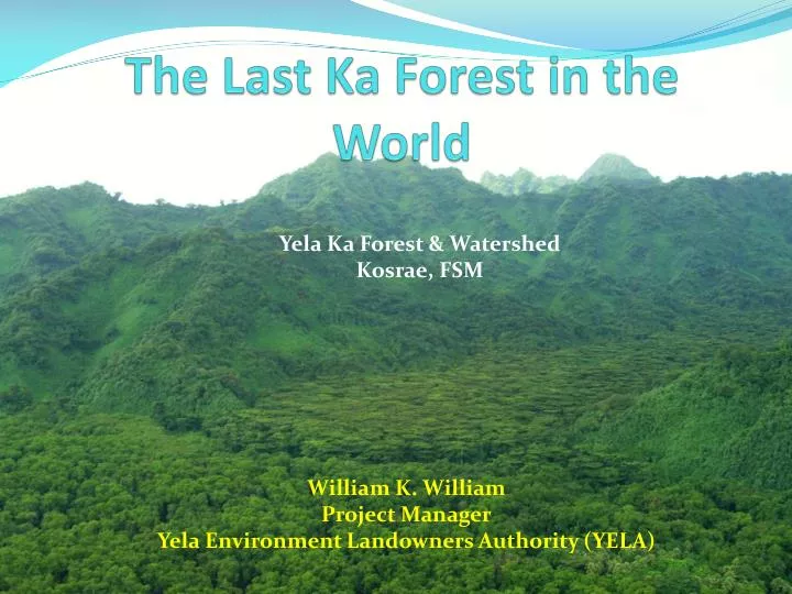 the last ka forest in the world
