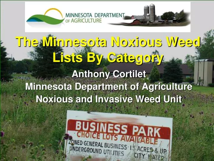 the minnesota noxious weed lists by category