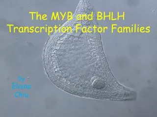 The MYB and BHLH Transcription Factor Families