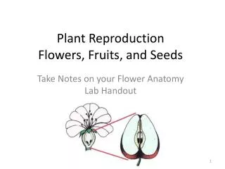 Plant Reproduction Flowers, Fruits, and Seeds