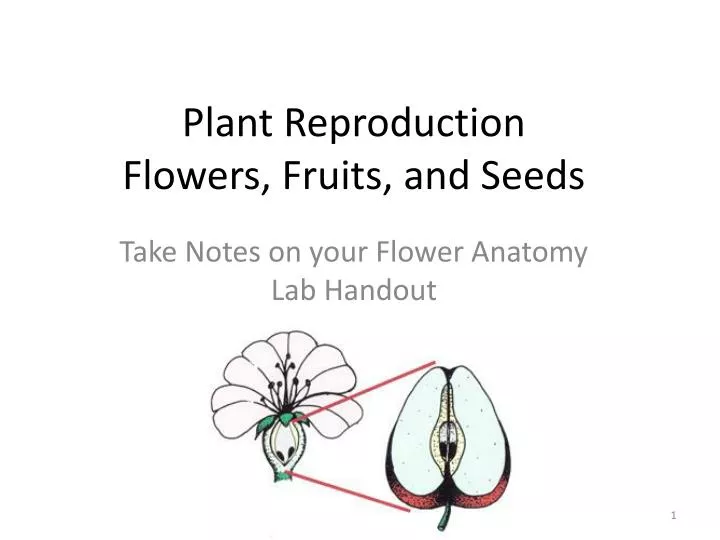 plant reproduction flowers fruits and seeds