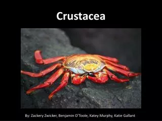 Crustacea