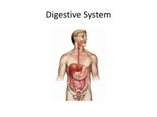 Digestive System