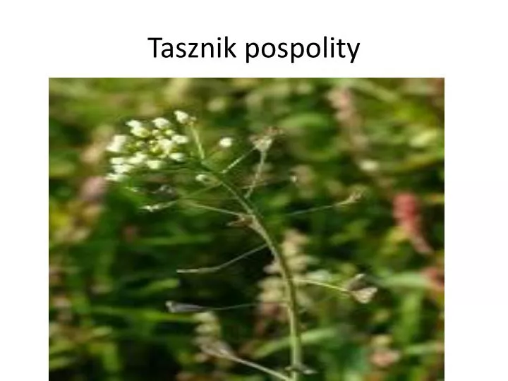 tasznik pospolity