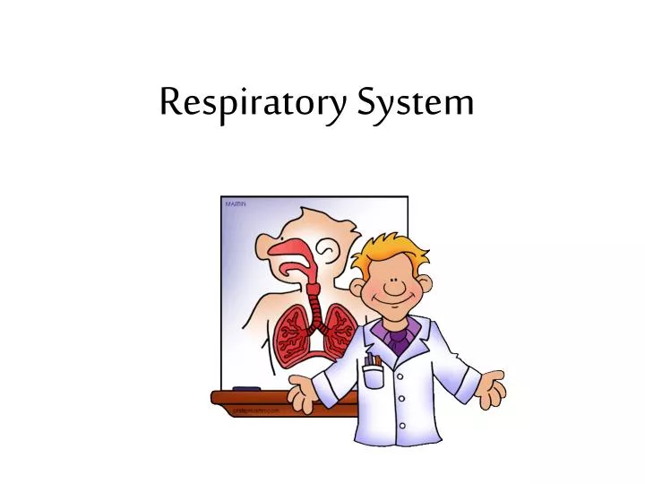 respiratory system