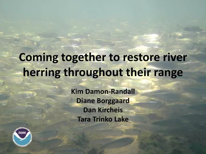 coming together to restore river herring throughout their range