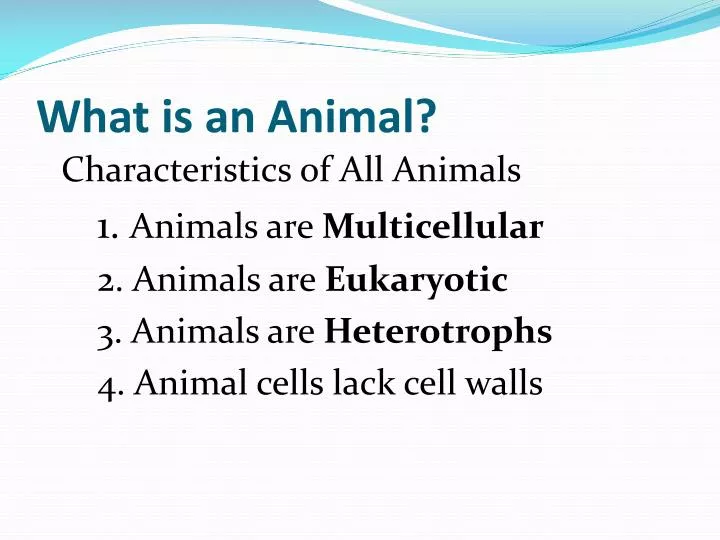 what is an animal