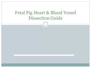 Fetal Pig Heart &amp; Blood Vessel Dissection Guide