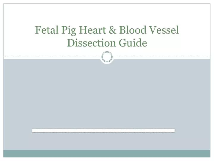 fetal pig heart blood vessel dissection guide