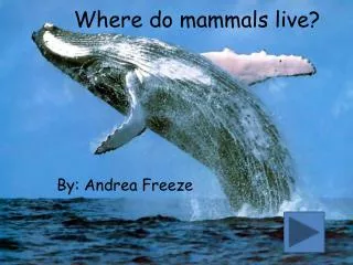 Where do mammals live?
