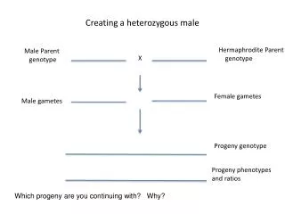 Creating a heterozygous male