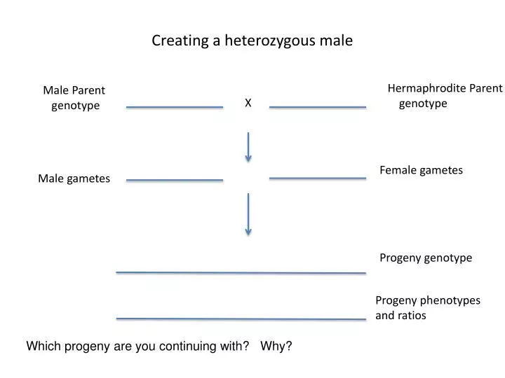 creating a heterozygous male