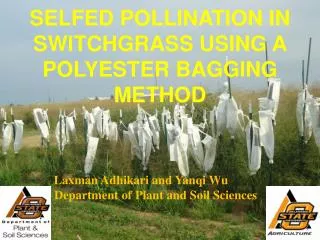 SELFED POLLINATION IN SWITCHGRASS USING A POLYESTER BAGGING METHOD