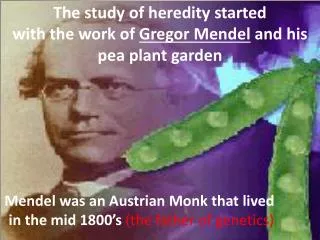 The study of heredity started with the work of Gregor Mendel and his pea plant garden