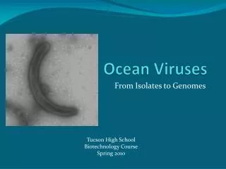 Ocean Viruses