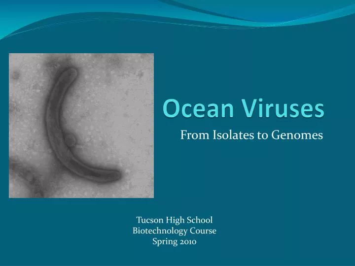 ocean viruses