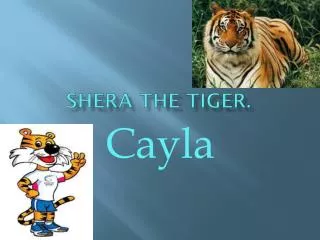 Shera the tiger.