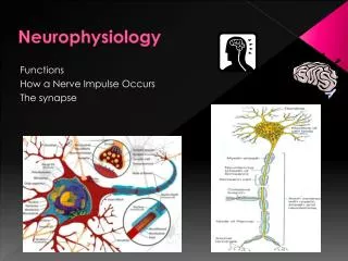 Neurophysiology