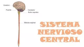 sistema nervioso central