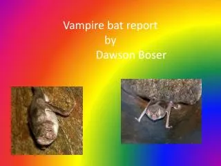 Vampire bat report by Dawson Boser