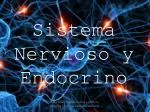Sistema Nervioso y Endocrino - slide 1