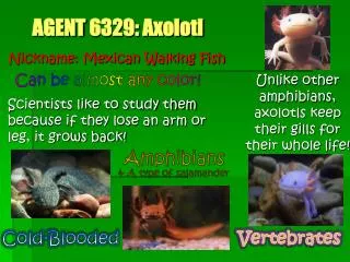 AGENT 6329: Axolotl