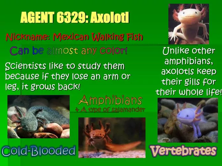 agent 6329 axolotl