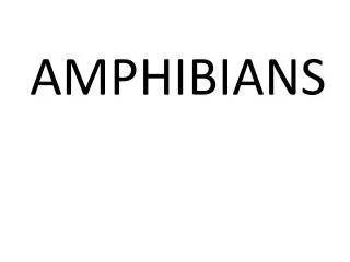 AMPHIBIANS