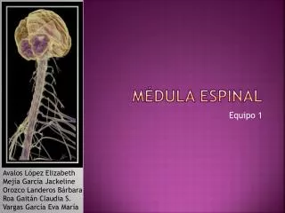 m dula espinal