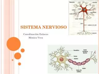 sistema nervioso