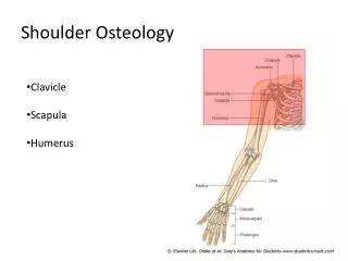 Shoulder Osteology