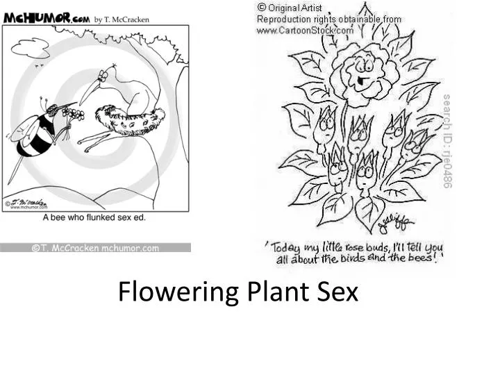 flowering plant sex