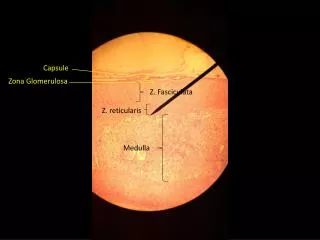 Medulla