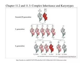 Chapter 11.2 and 11.3: Complex Inheritance and Karyotypes