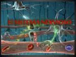 El SISTEMA NERVIOSO - slide 1