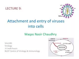 Attachment and entry of viruses into cells