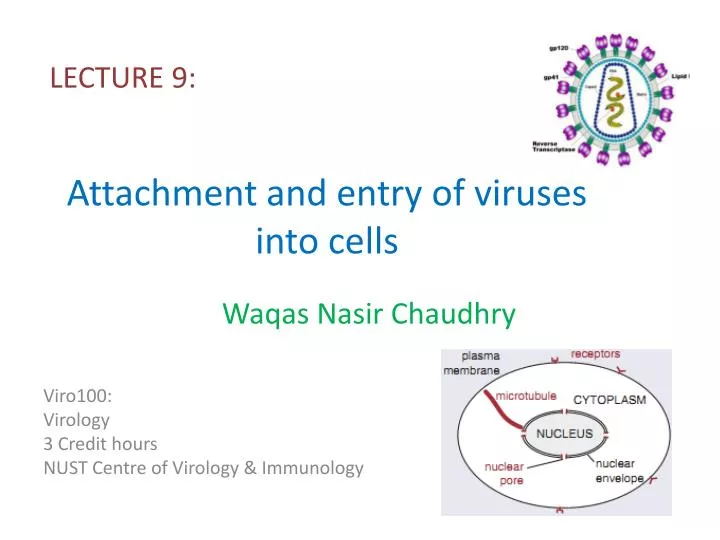 attachment and entry of viruses into cells