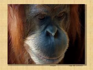 Orangutan 		Image: Kiani CC BY-SA-2.0