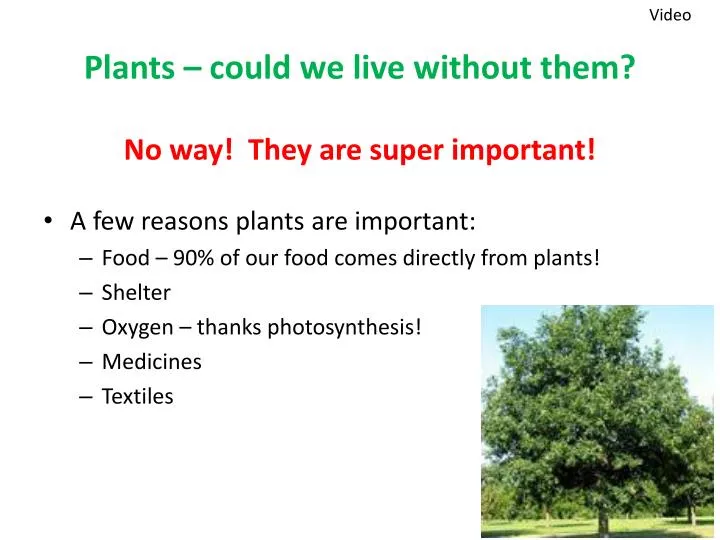 plants could we live without them