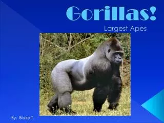 Gorillas!