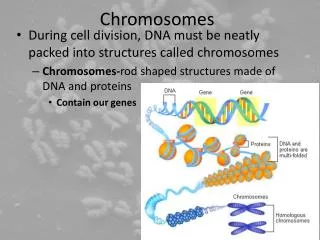 Chromosomes