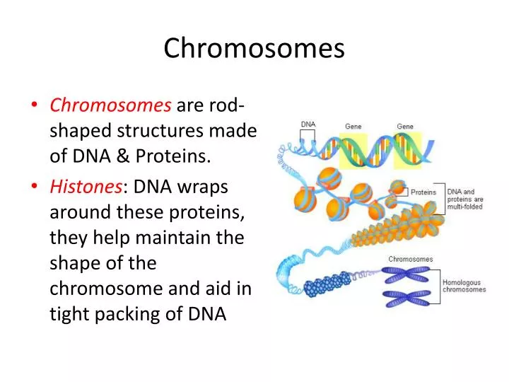 chromosomes